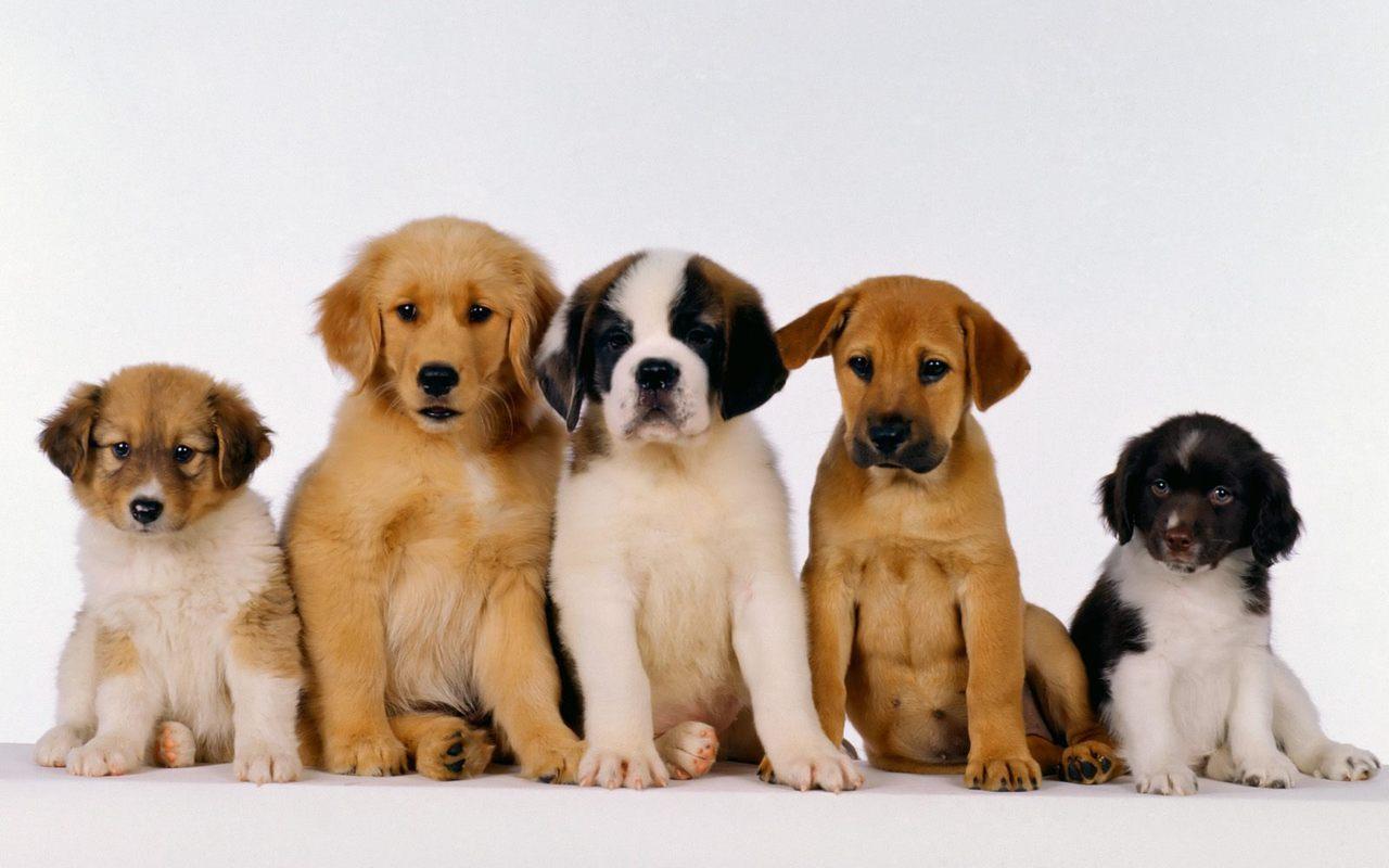 Cute Puppy Wallpapers HD - Android Apps on Google Play
