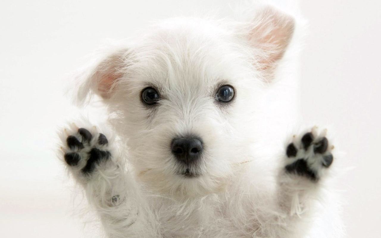 cute puppy wallpaper
