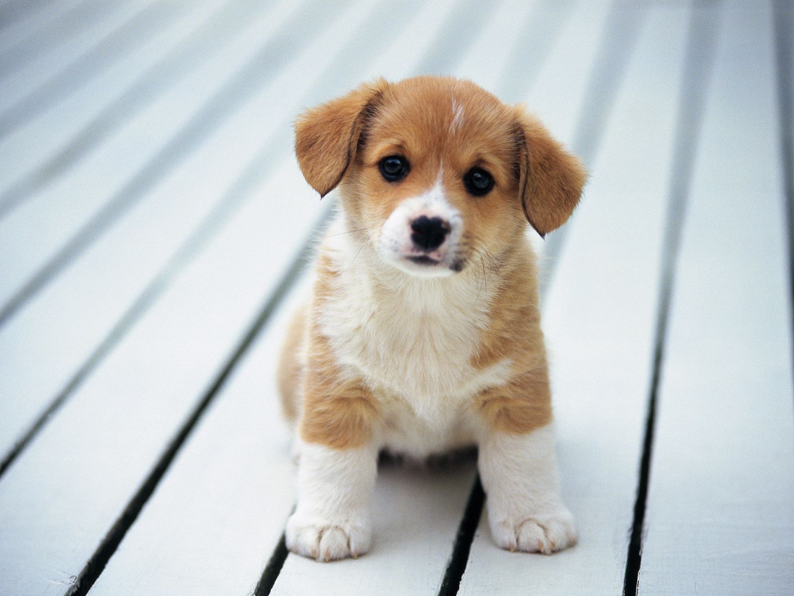 Cute puppies wallpapers hd