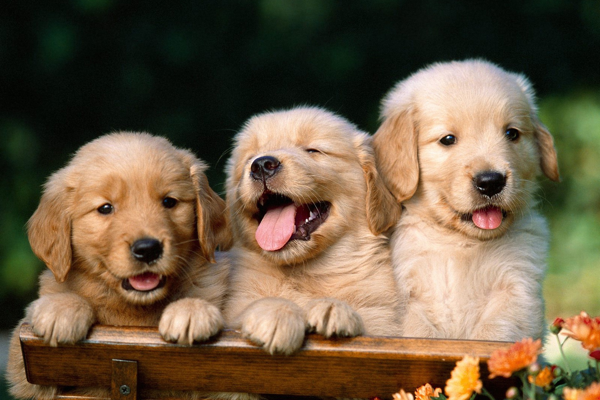 Cute puppies wallpapers hd