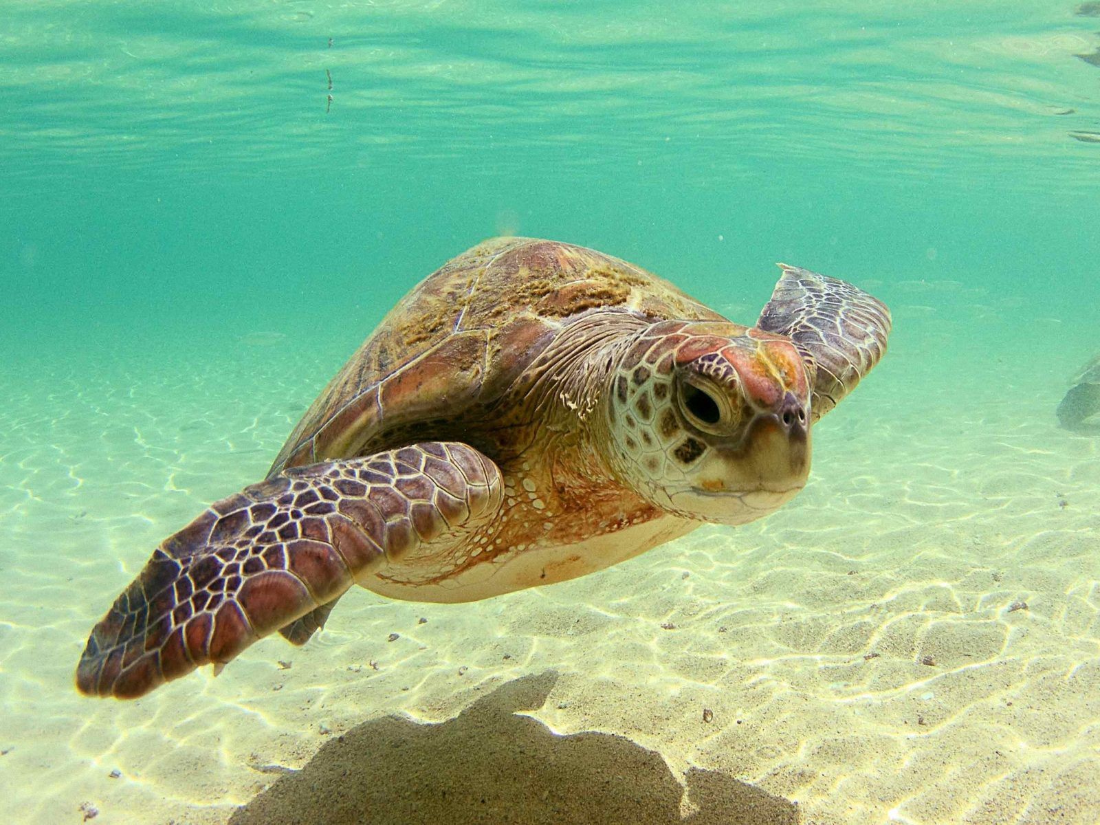 Sea turtle backgrounds