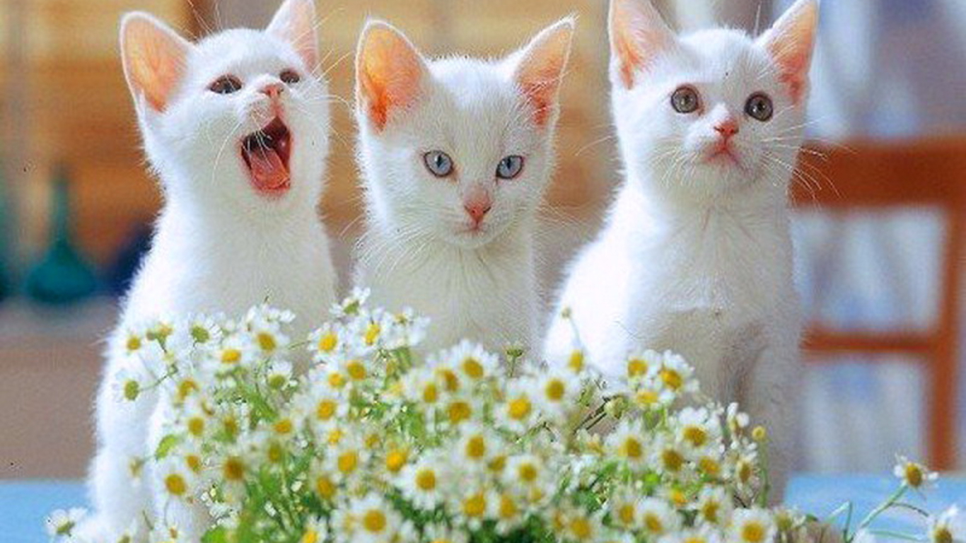 Cute white cats wallpapers