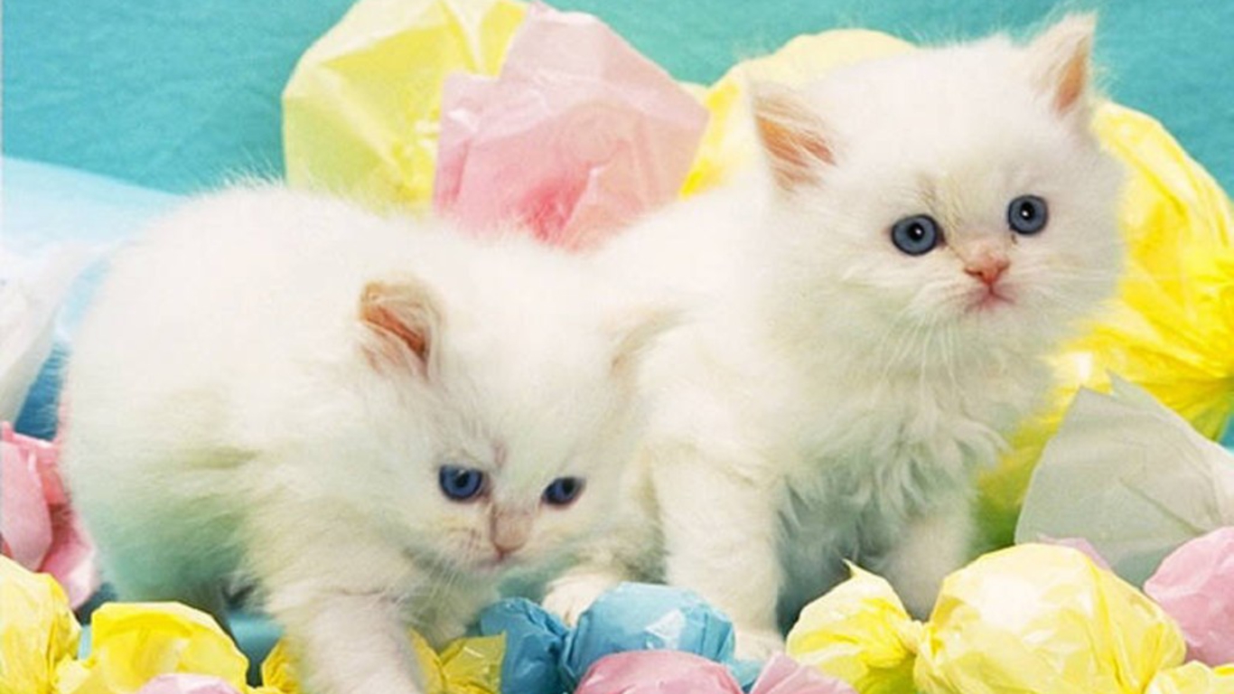 Cute white cats wallpapers