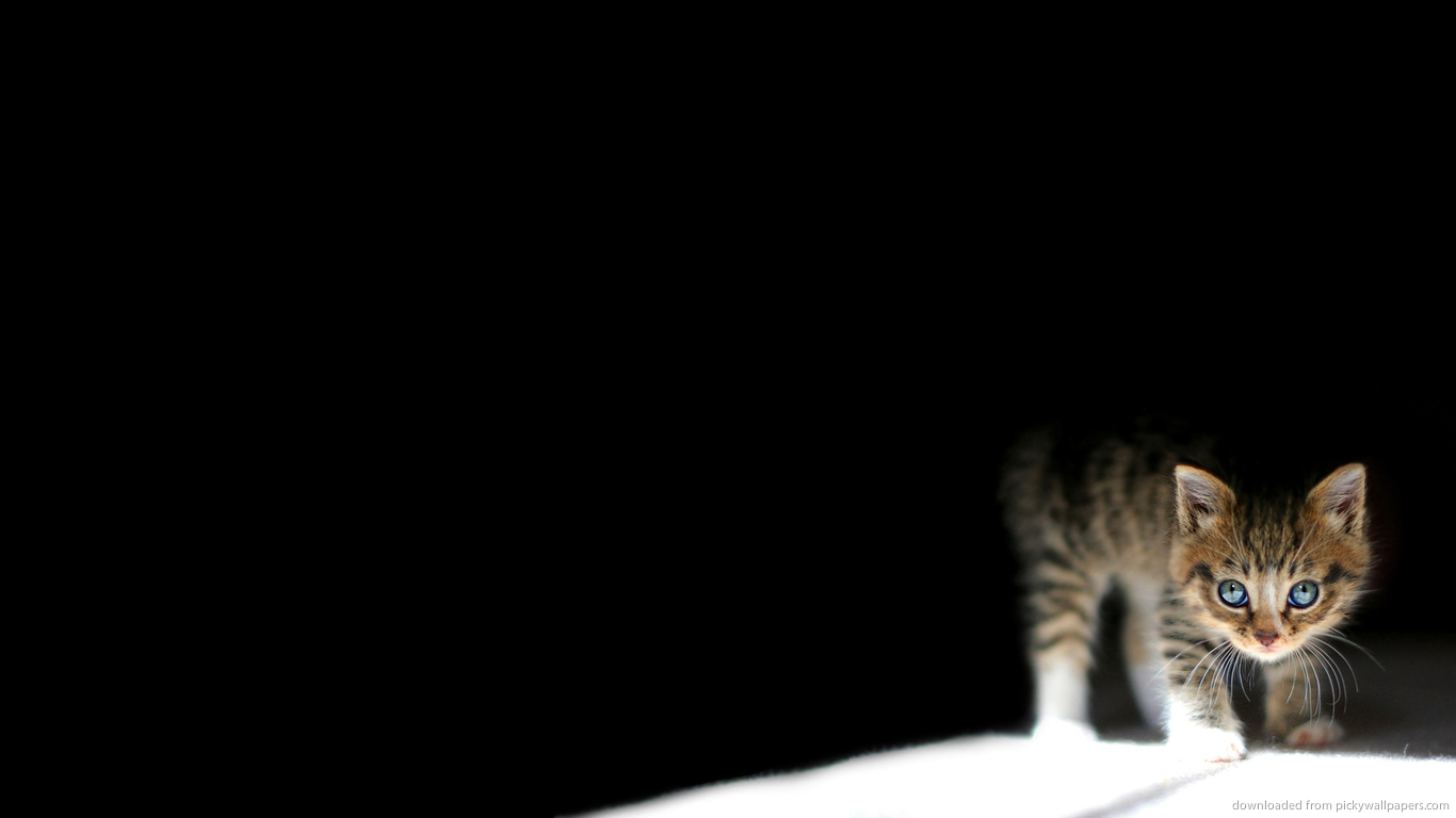 Download 1366x768 Kitten In The Dark Wallpaper