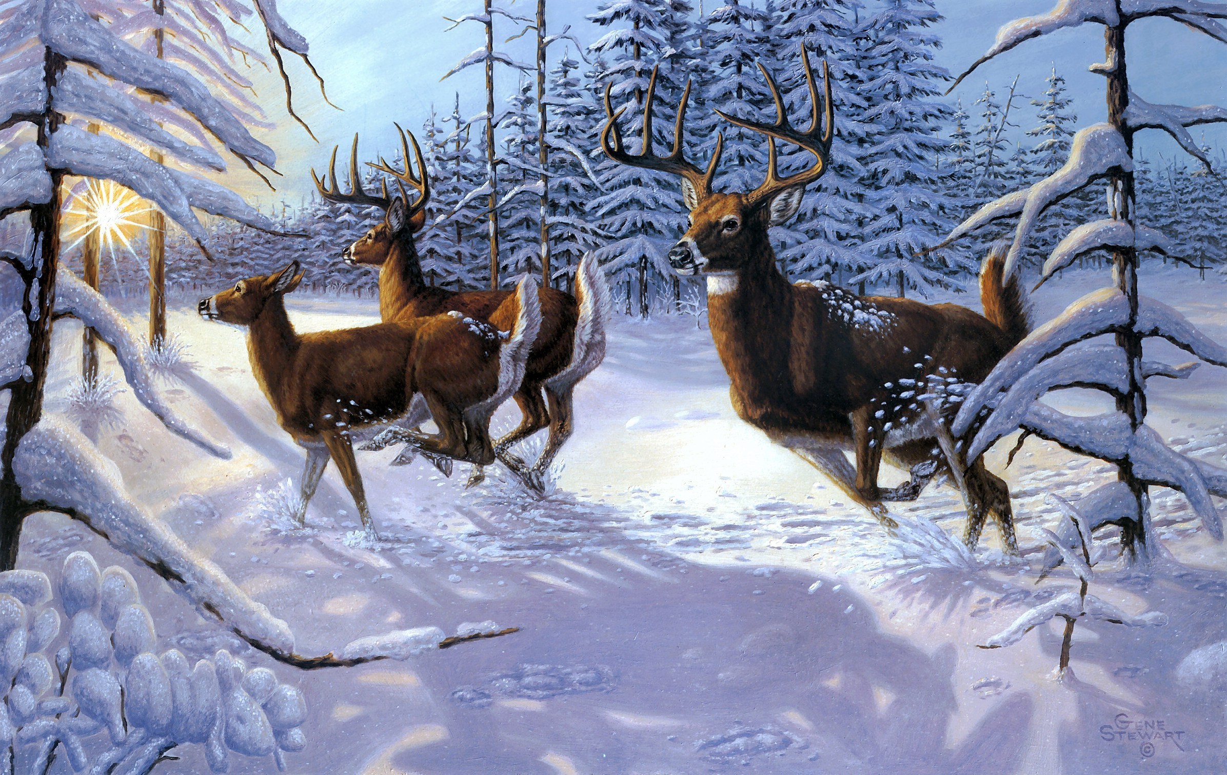 deer pictures for background #12