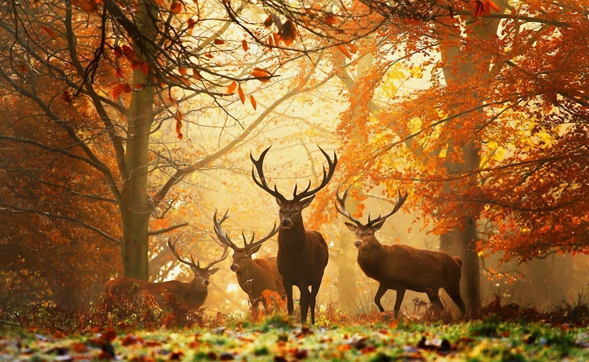 deer pictures for background #2