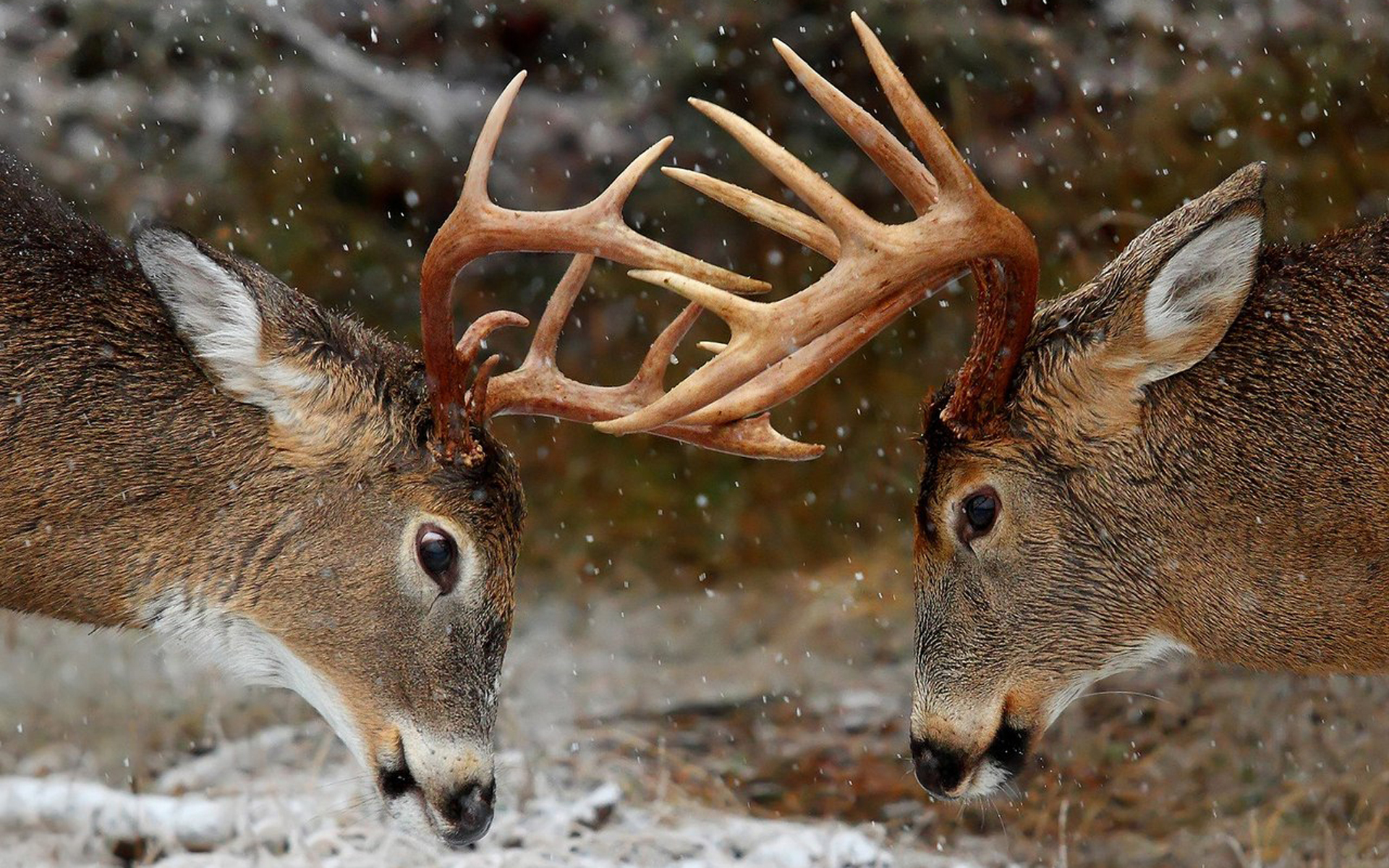 deer pictures for background #20