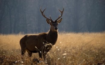 Deer pictures for background