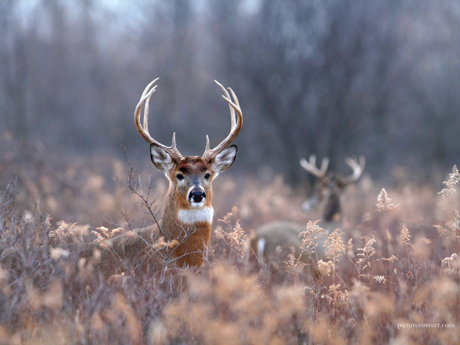 Whitetail backgrounds