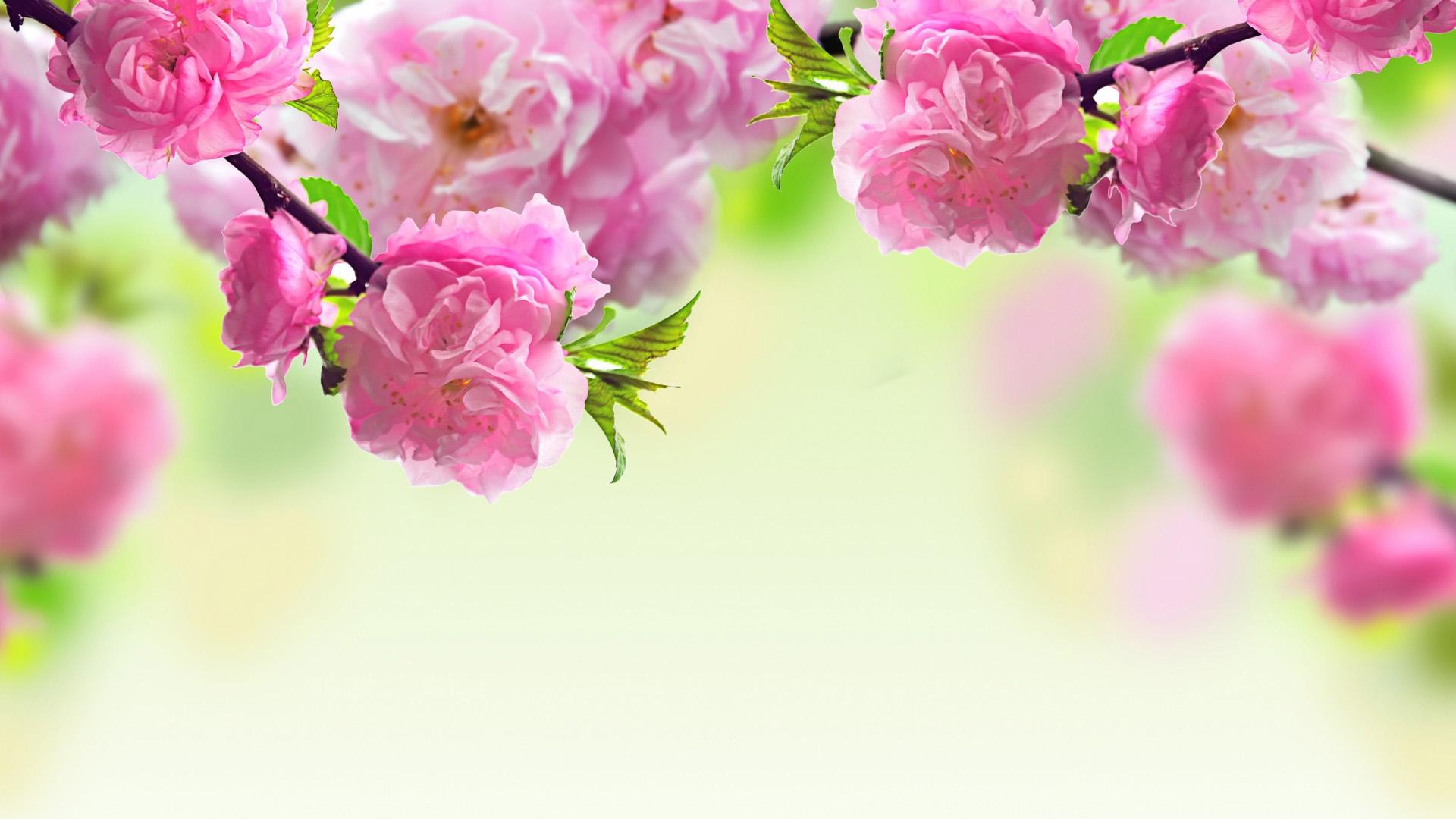 free desktop wallpaper spring flowers #17