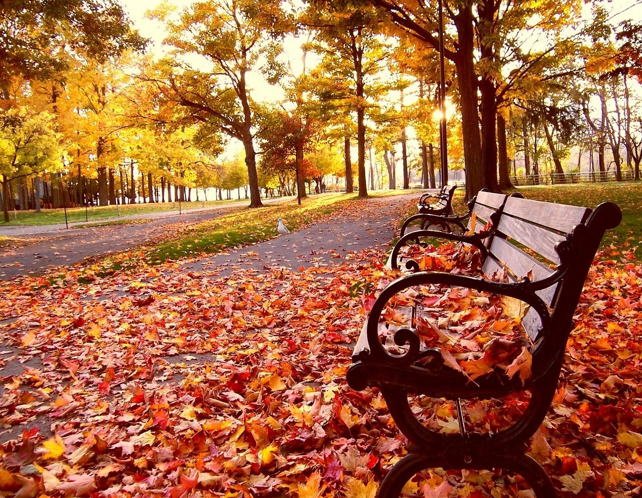 free desktop backgrounds for fall #23