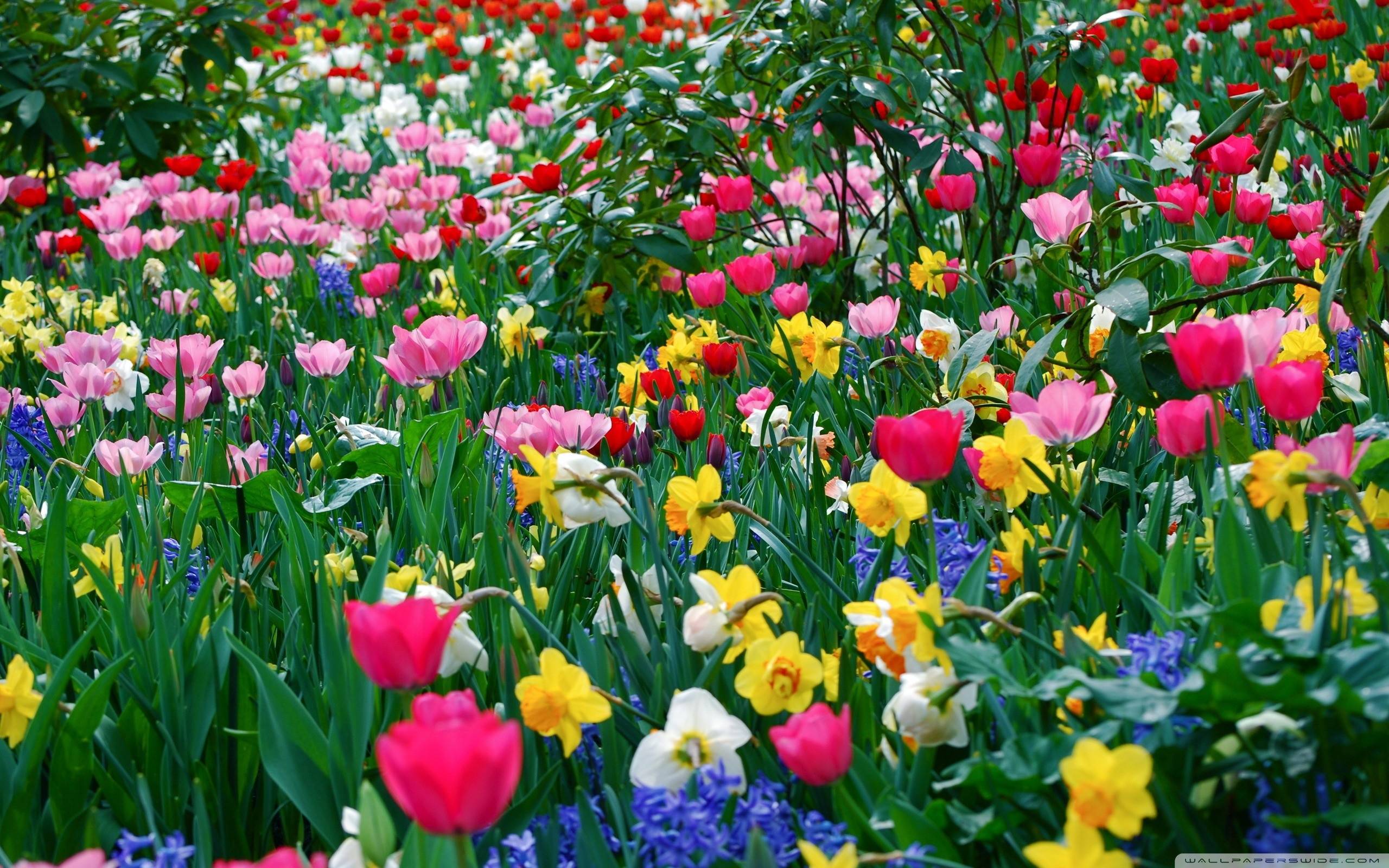 free desktop wallpaper spring flowers #5