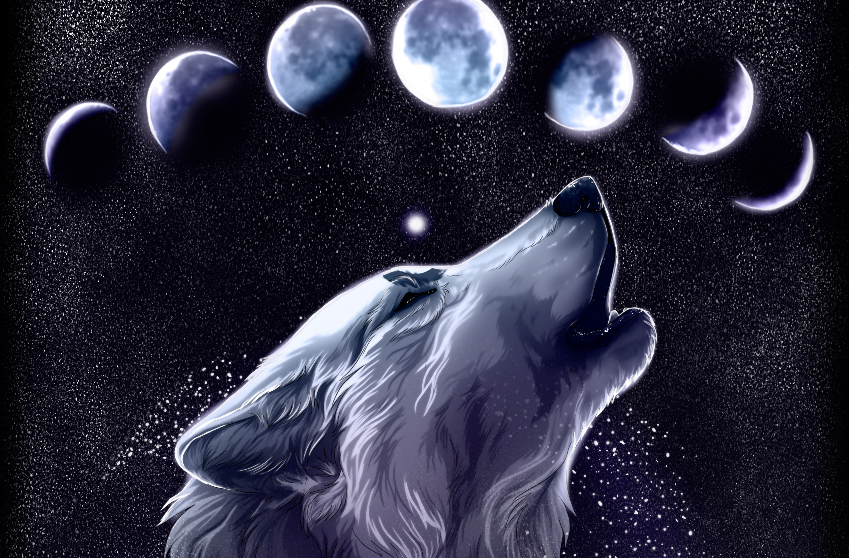 Desktop wallpaper wolf