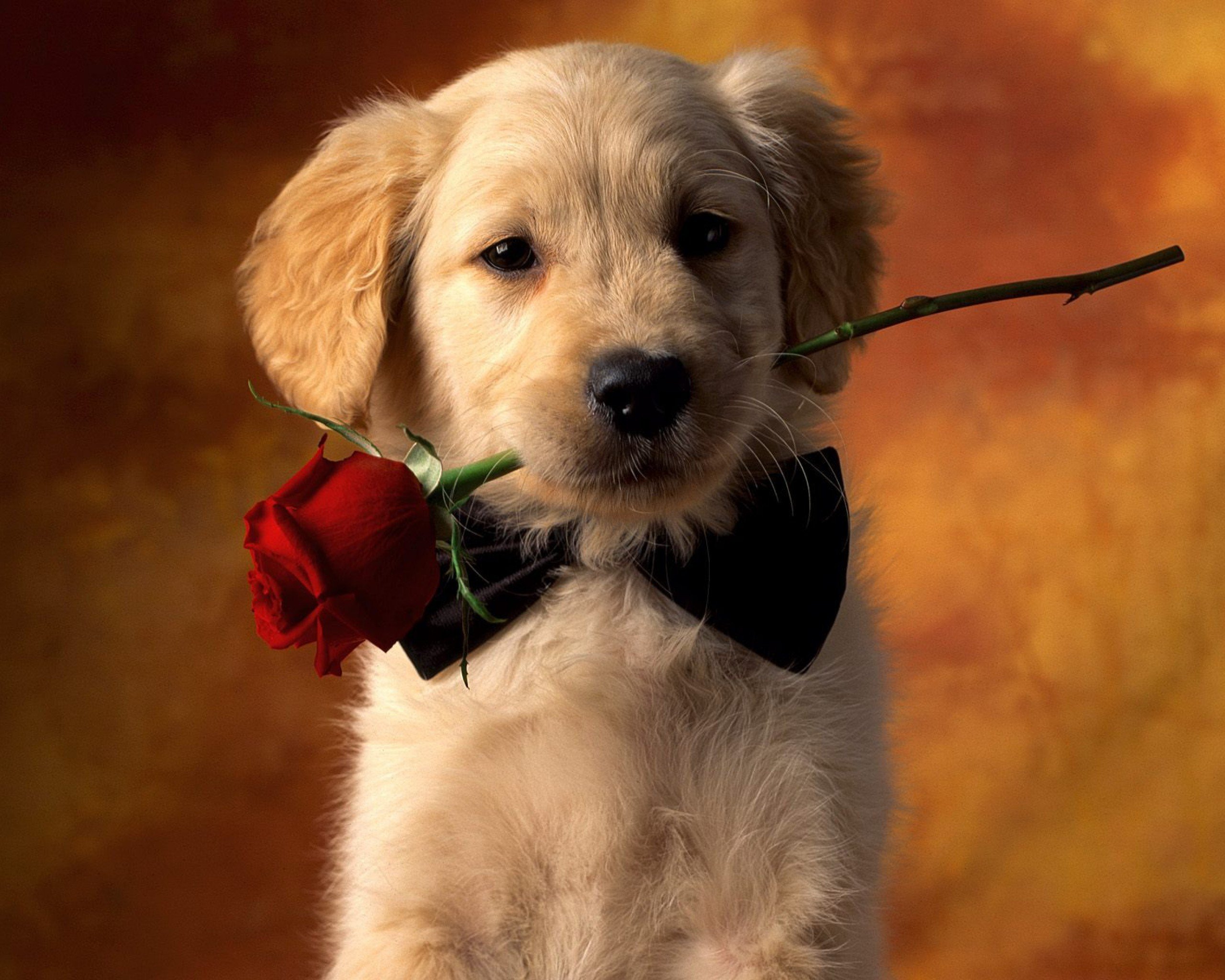 Cute doggy wallpapers