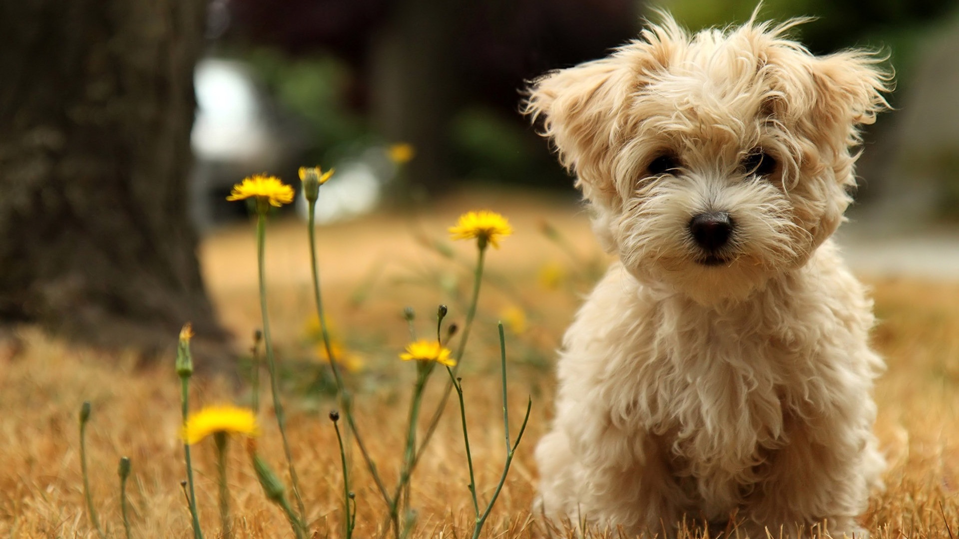Cute dogs wallpapers hd