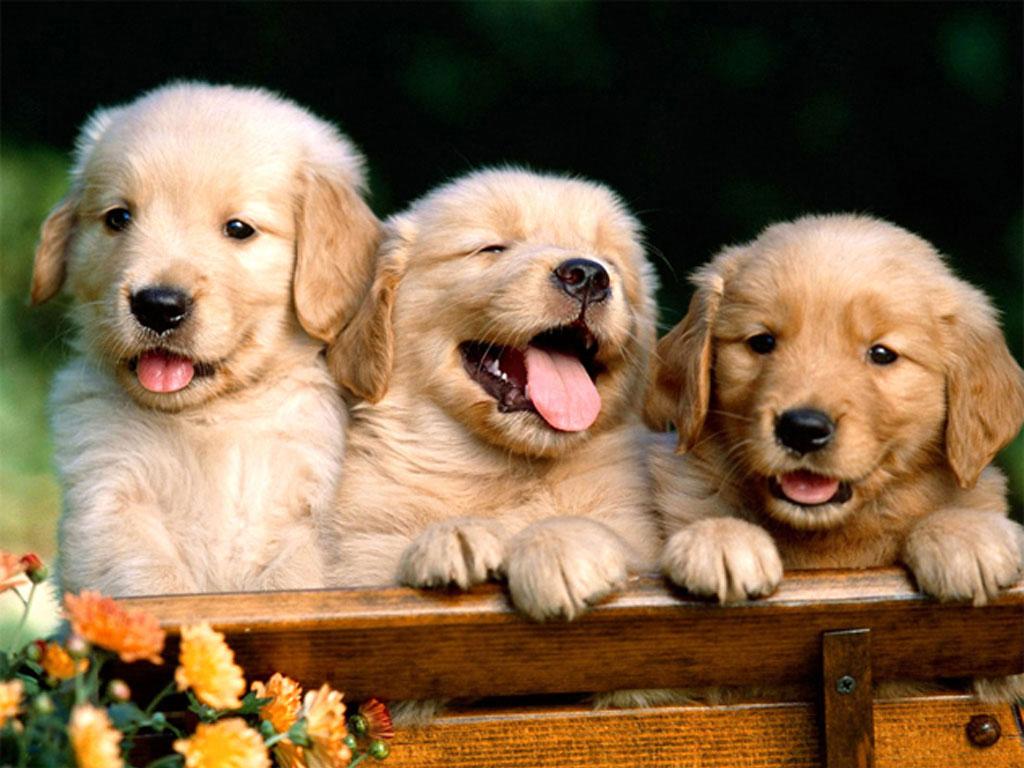 Wallpapers dogs puppies