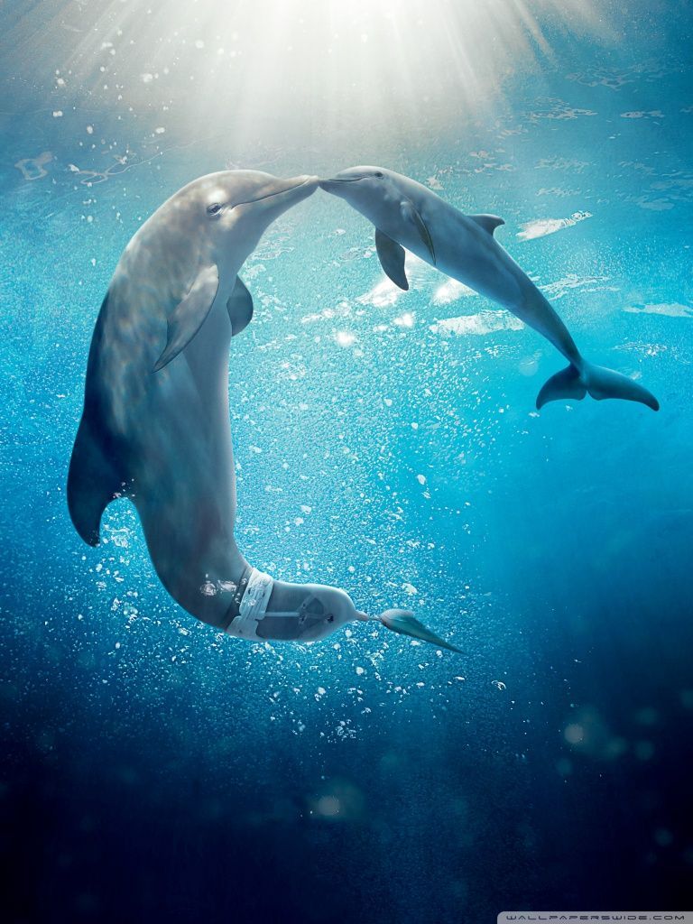 Dolphin wallpaper for mobile