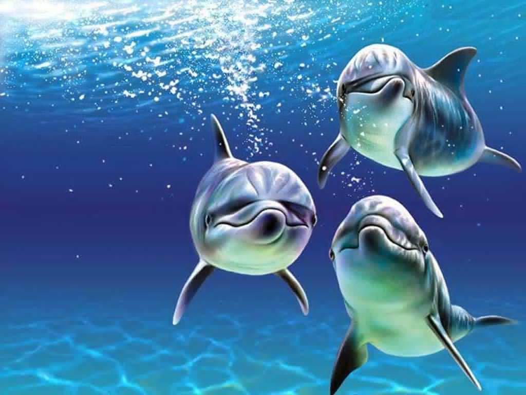 Dolphin wallpaper hd