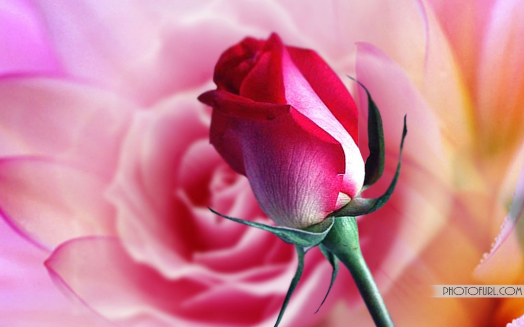 Download Flower Wallpaper Sf Wallpaper,Forever Rose In Glass Dome Uk