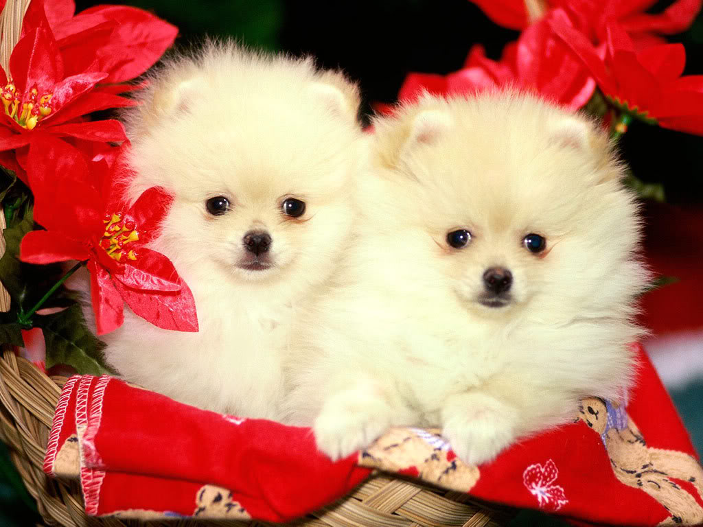 download puppies wallpapers free #12