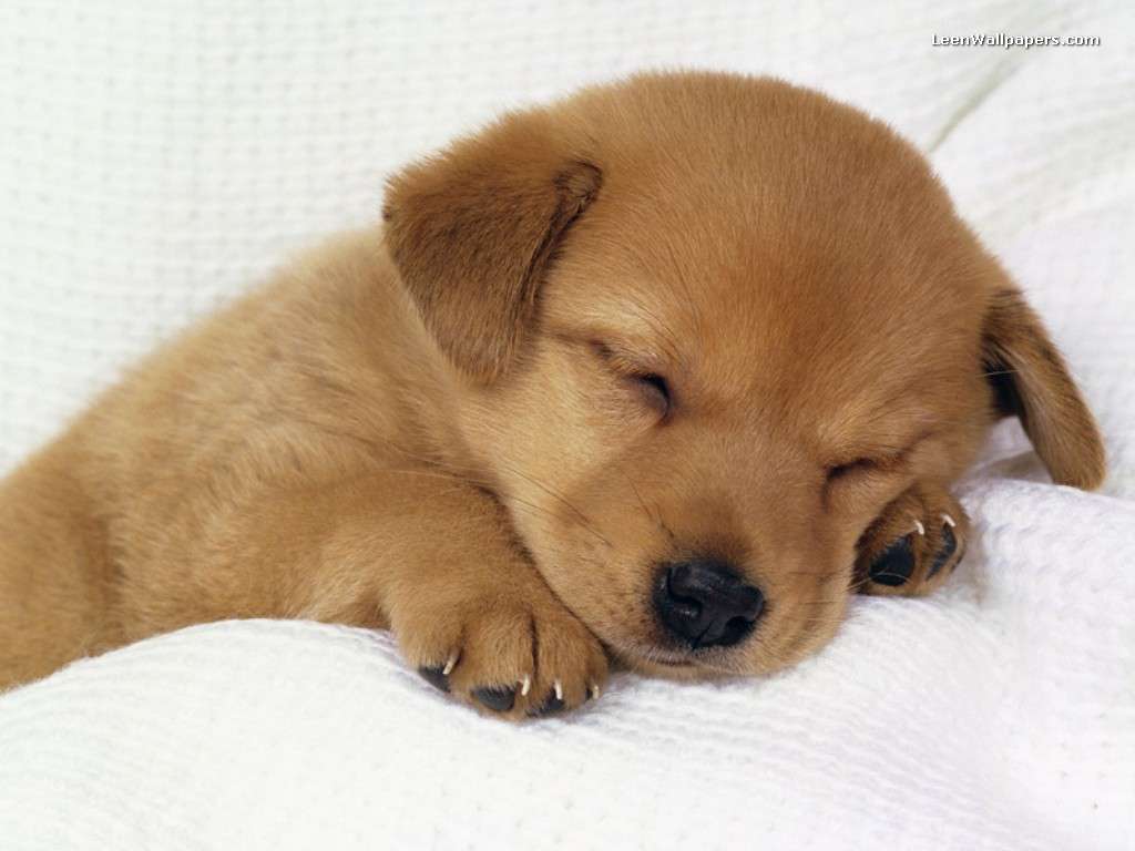 download puppies wallpapers free #5