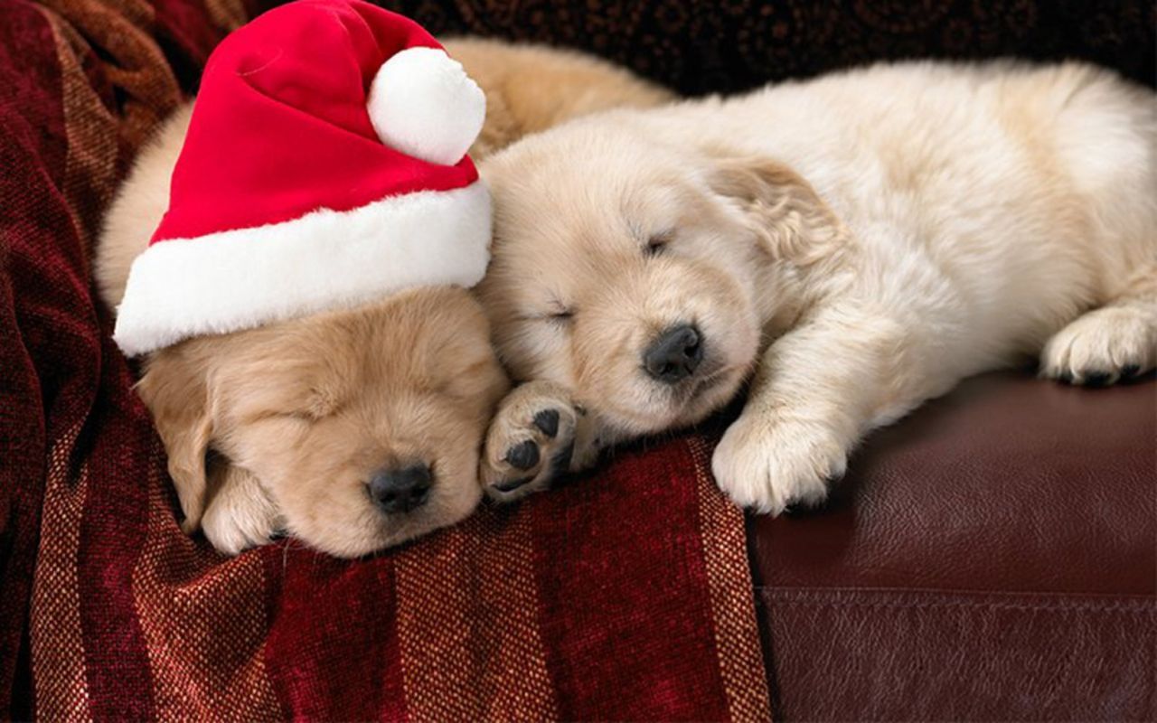 Download puppies wallpapers free