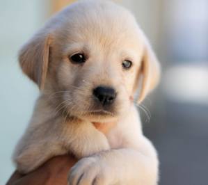 download puppies wallpapers free #1