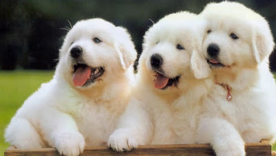download puppies wallpapers free #3