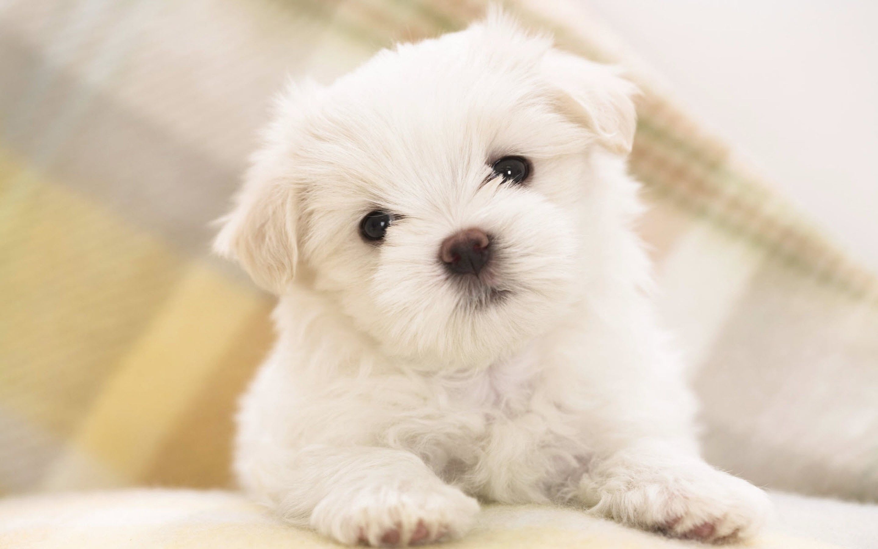 download puppies wallpapers free #20