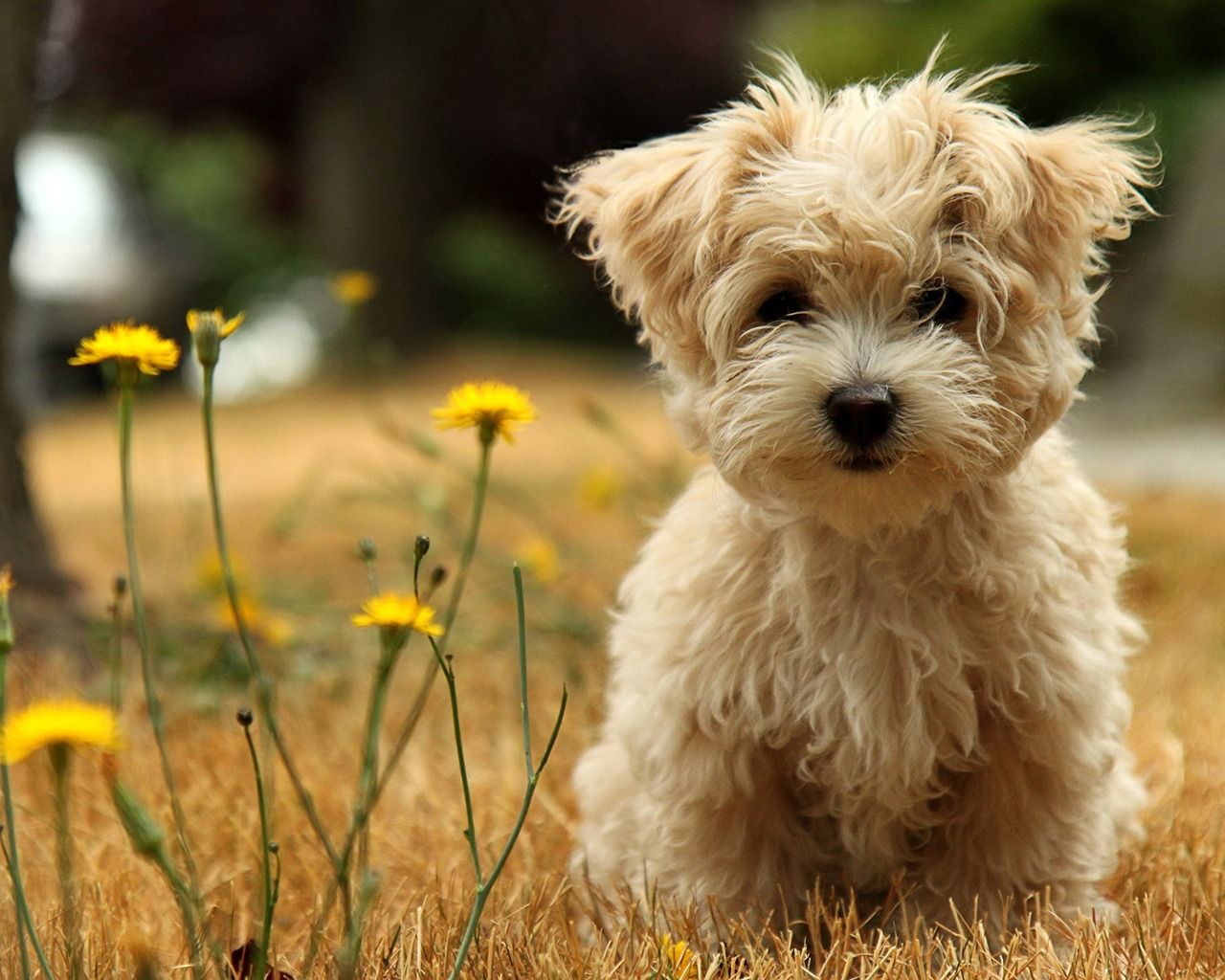 download puppies wallpapers free #14