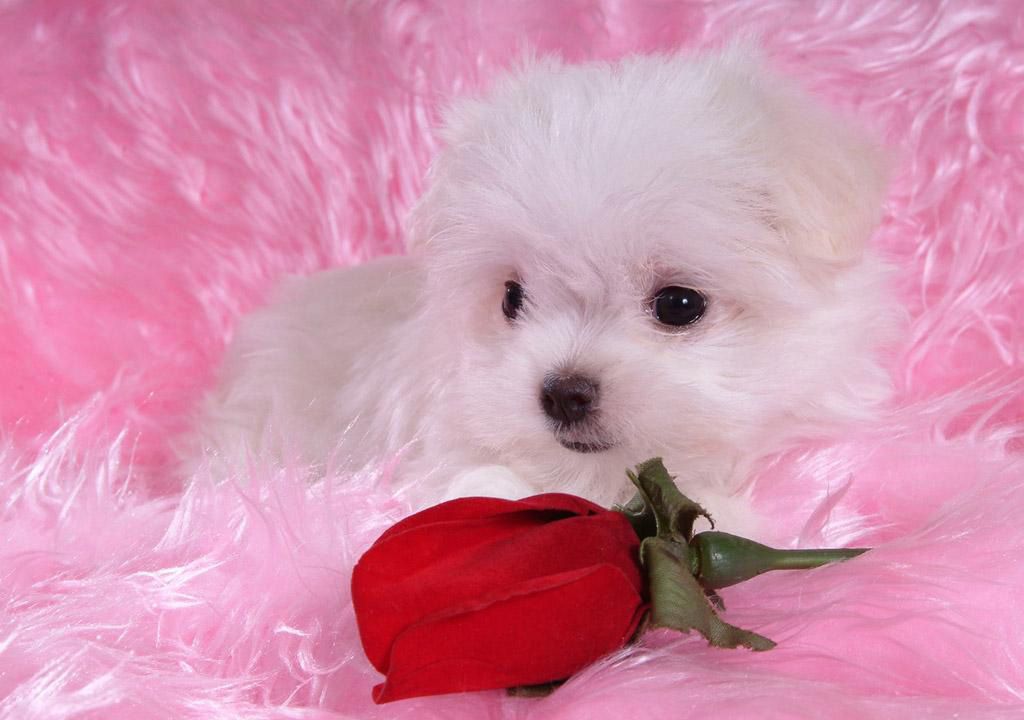 download puppies wallpapers free #11