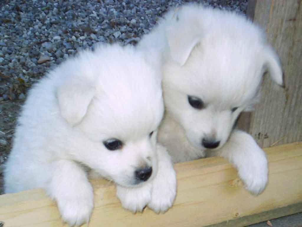 Download puppies wallpapers free