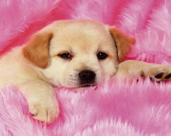download puppies wallpapers free #10
