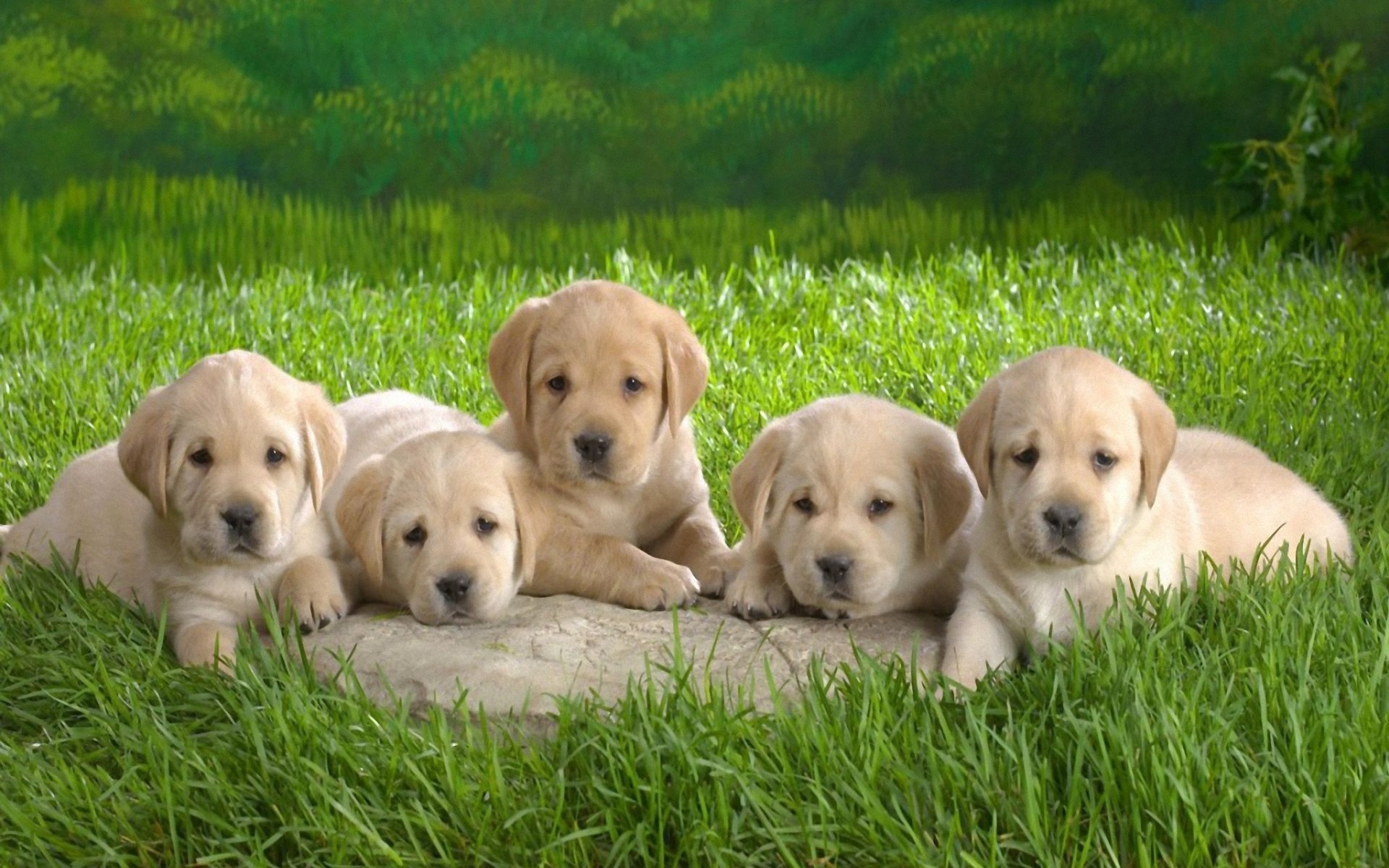 download puppies wallpapers free #17