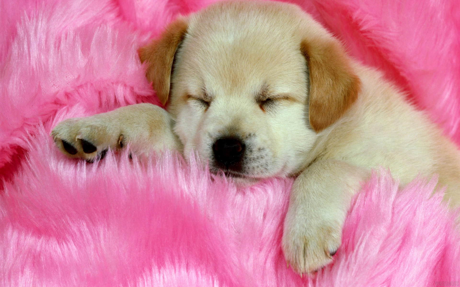 download puppies wallpapers free #22