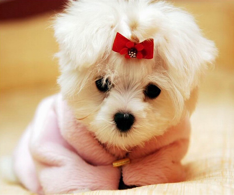 download puppies wallpapers free #13