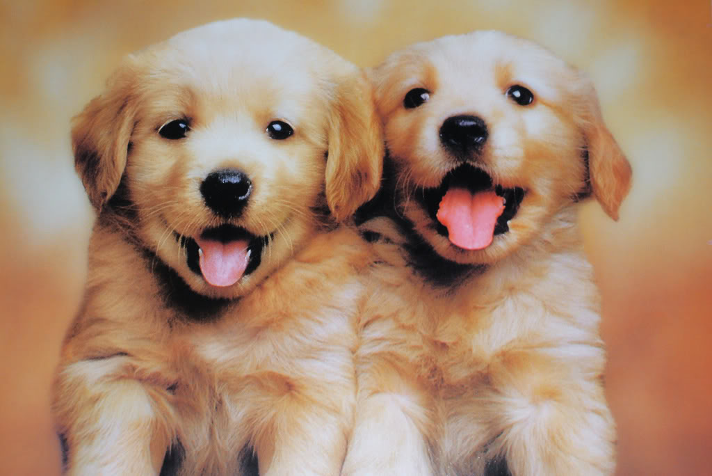 download puppies wallpapers free #8