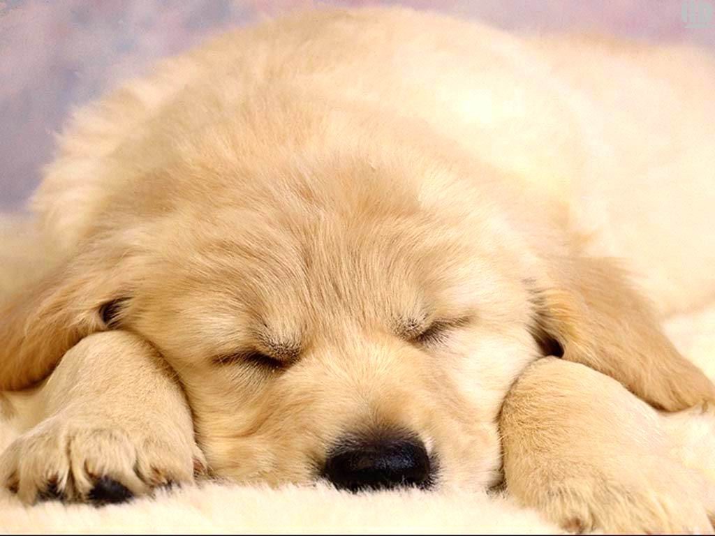 download puppies wallpapers free #19