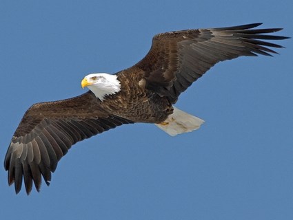 eagle image #2