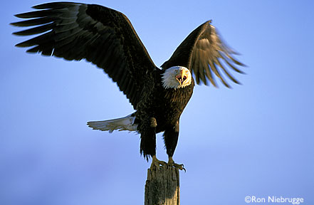 eagle image #7