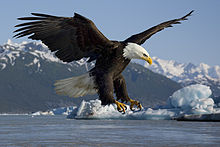 eagle image #14