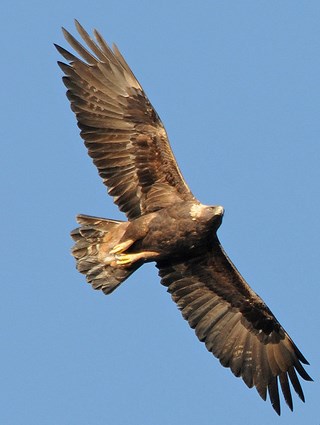eagle image #13
