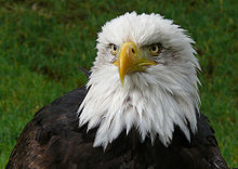 eagle image #21