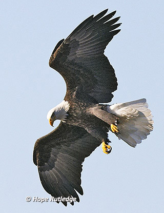eagle image #20