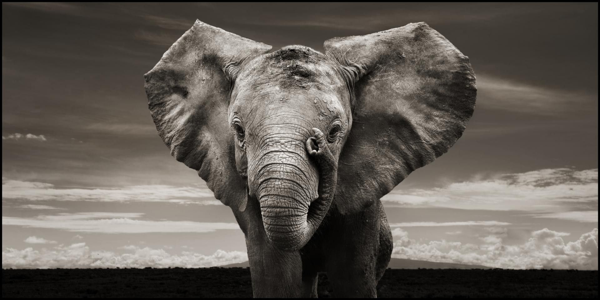 Elephant backgrounds for desktop
