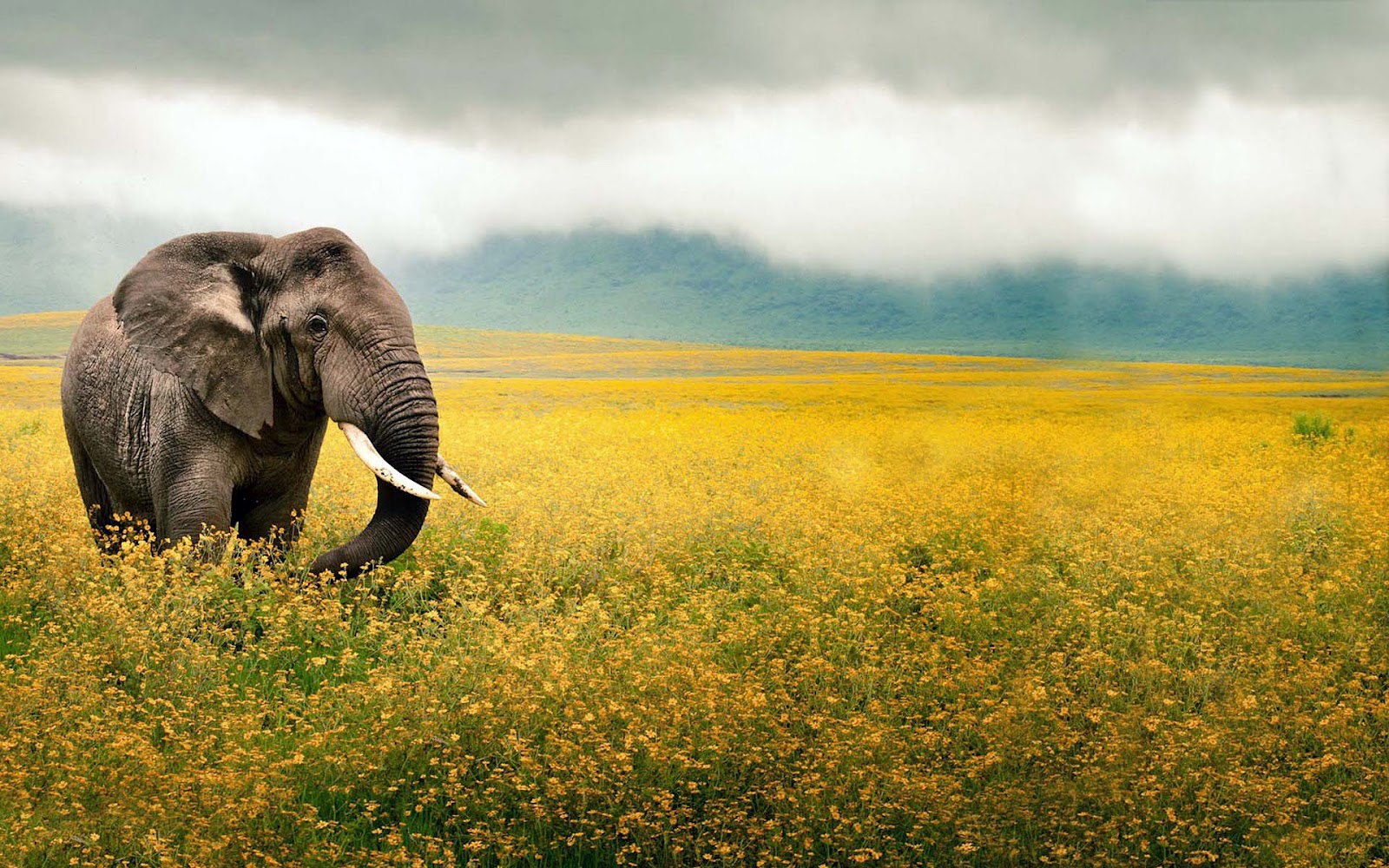 elephants background #8