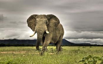 elephants background #17