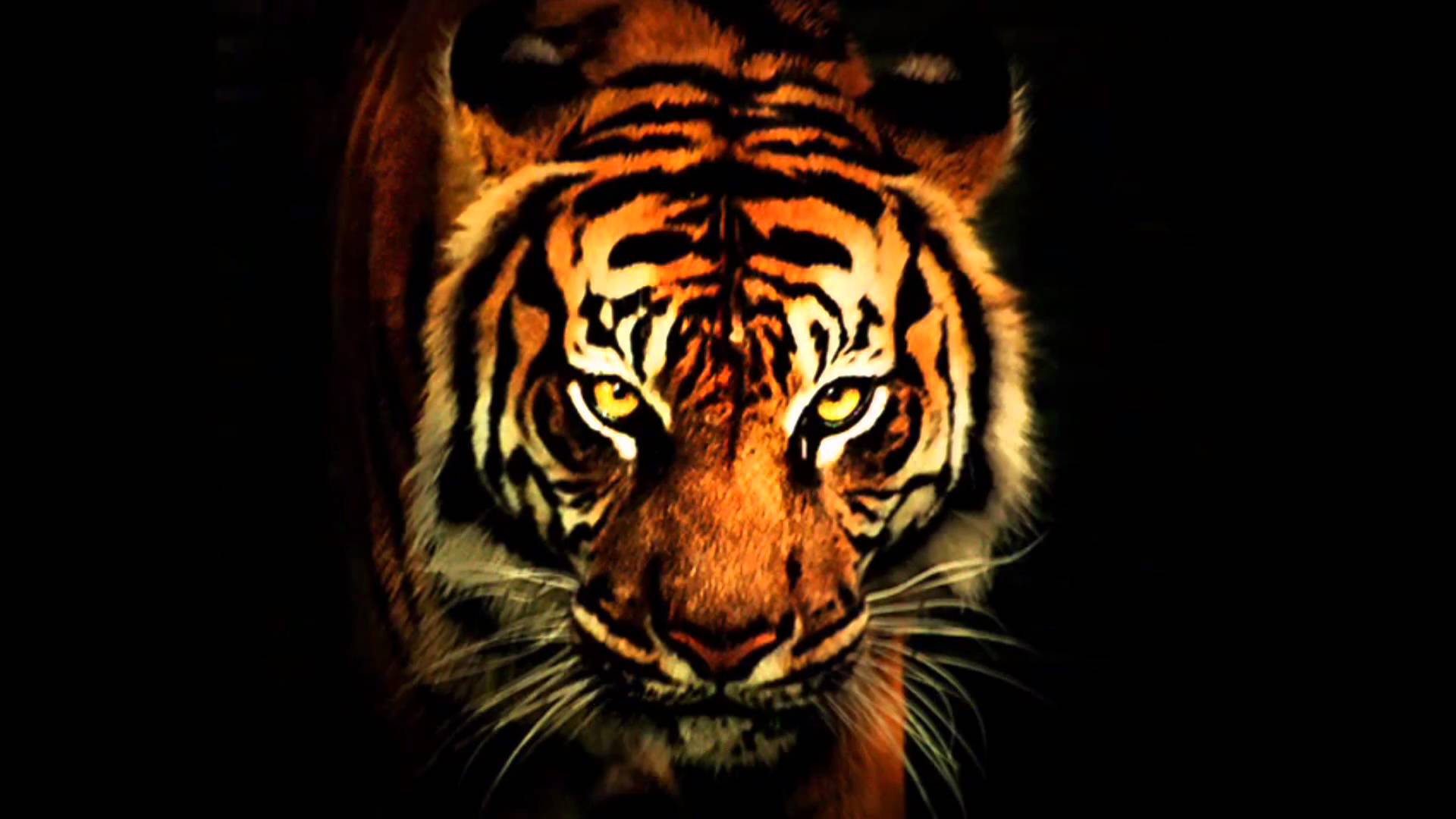 tiger eye wallpaper #8
