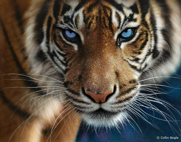 eye of the tiger wallpaper #1