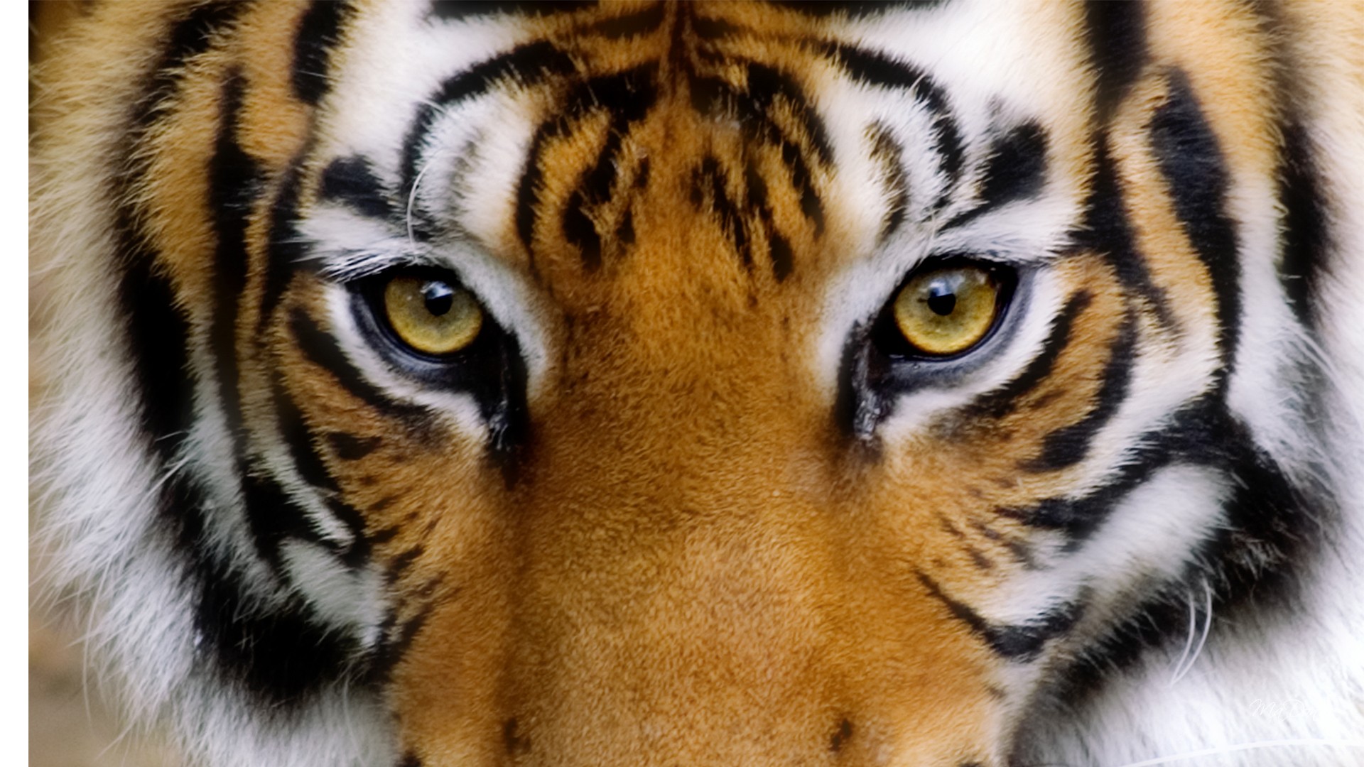 eye of the tiger wallpaper #4